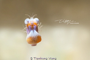 OH MY GOD
they're impossible for the human eye to see by Tianhong Wang 